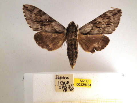 Image of Kentrochrysalis consimilis Rothschild & Jordan 1903