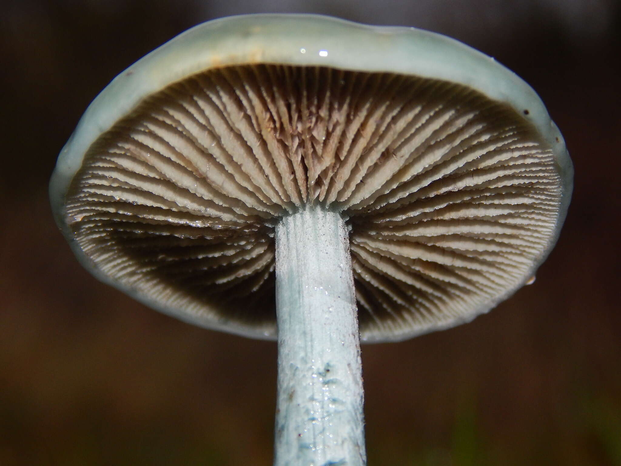 Image of Stropharia caerulea Kreisel 1979