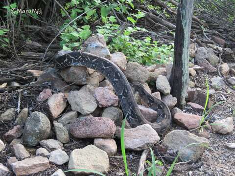 Image of Central American Boa