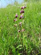 Image of Ophrys holosericea