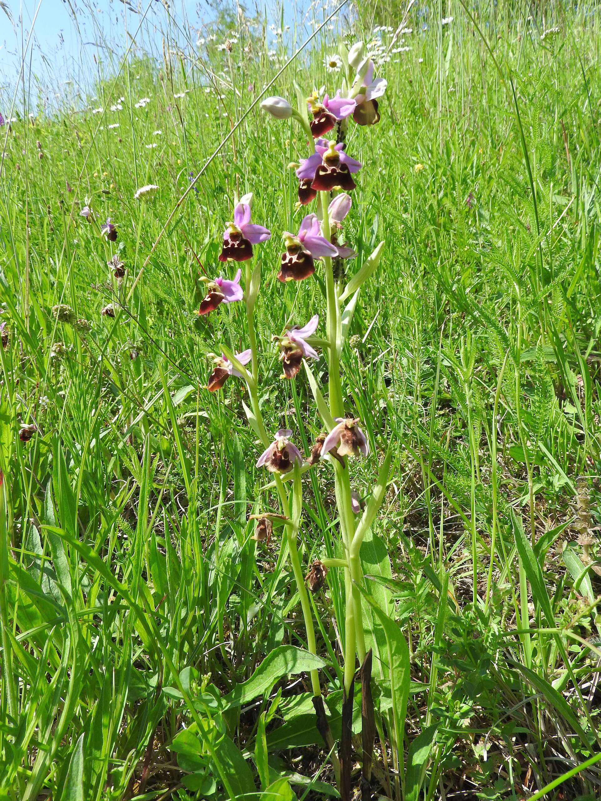 Image of Ophrys holosericea