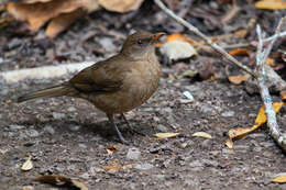 Image of Clay-colored Robin