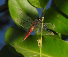 Image of little bloodtail