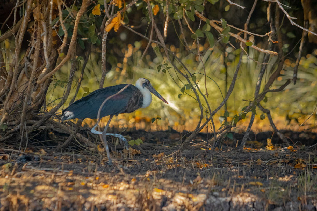 Image of African Woolly-necked Stork