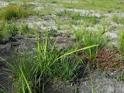 Image of Scirpus radicans Schkuhr