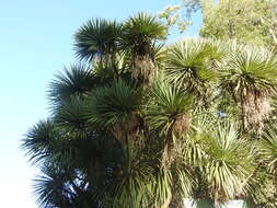 Image of cabbage tree