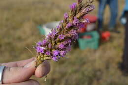 Слика од Liatris punctata Hook.