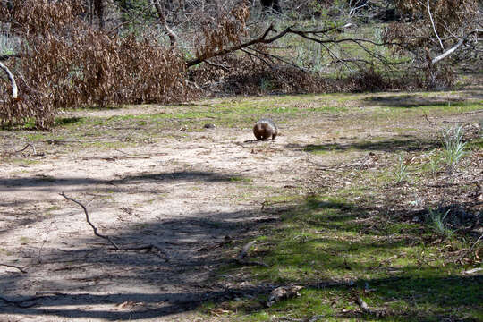 Image of Short-beaked Echidnas