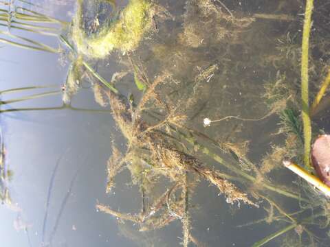 Image of western waterweed