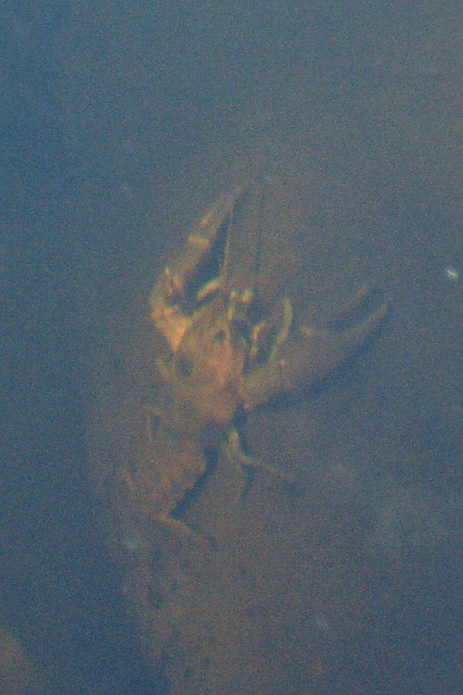 Image of Crayfishes