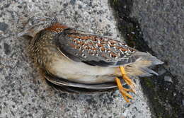 Image of Painted Buttonquail