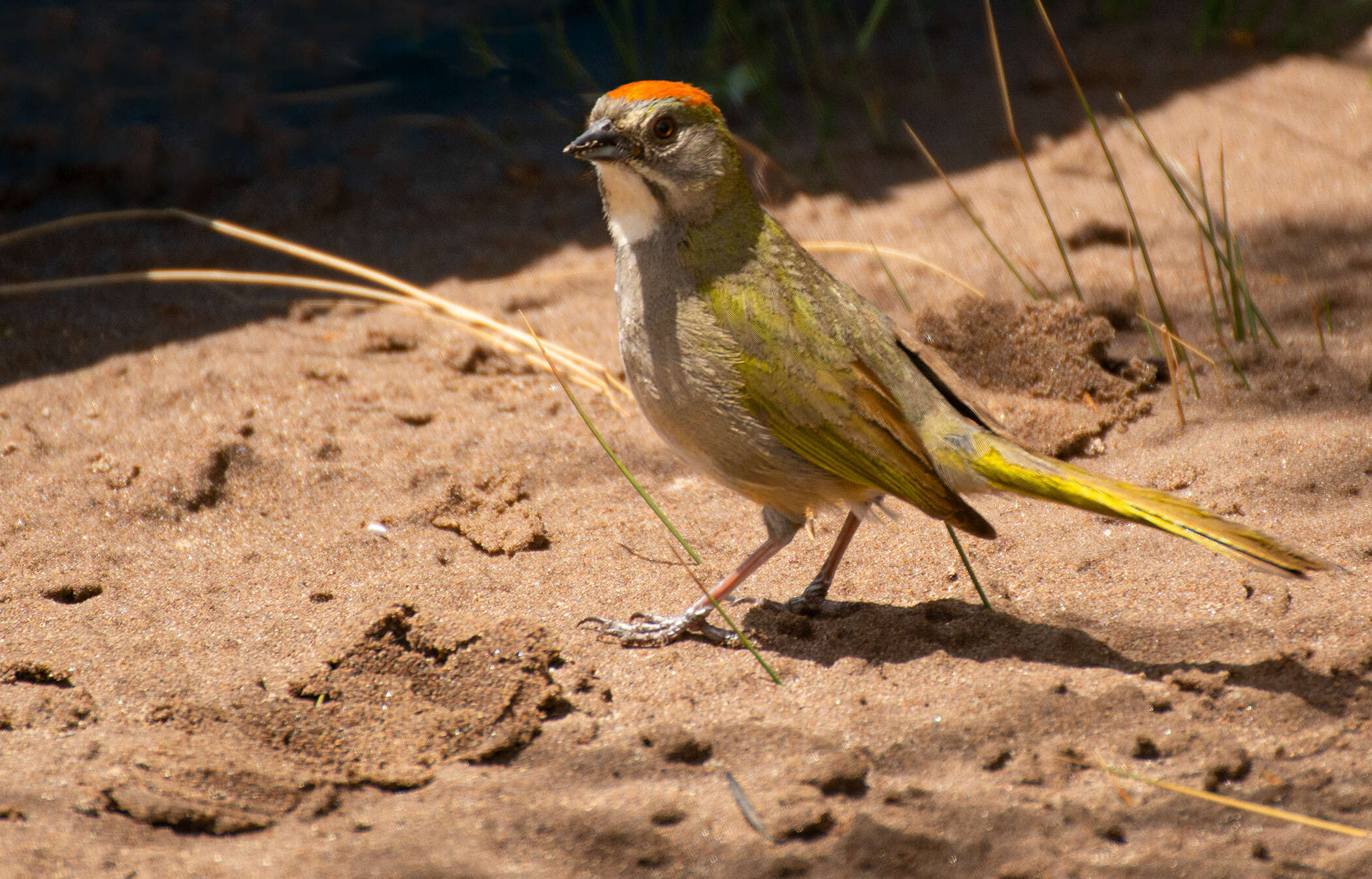 Image of Green-tailed Towhee