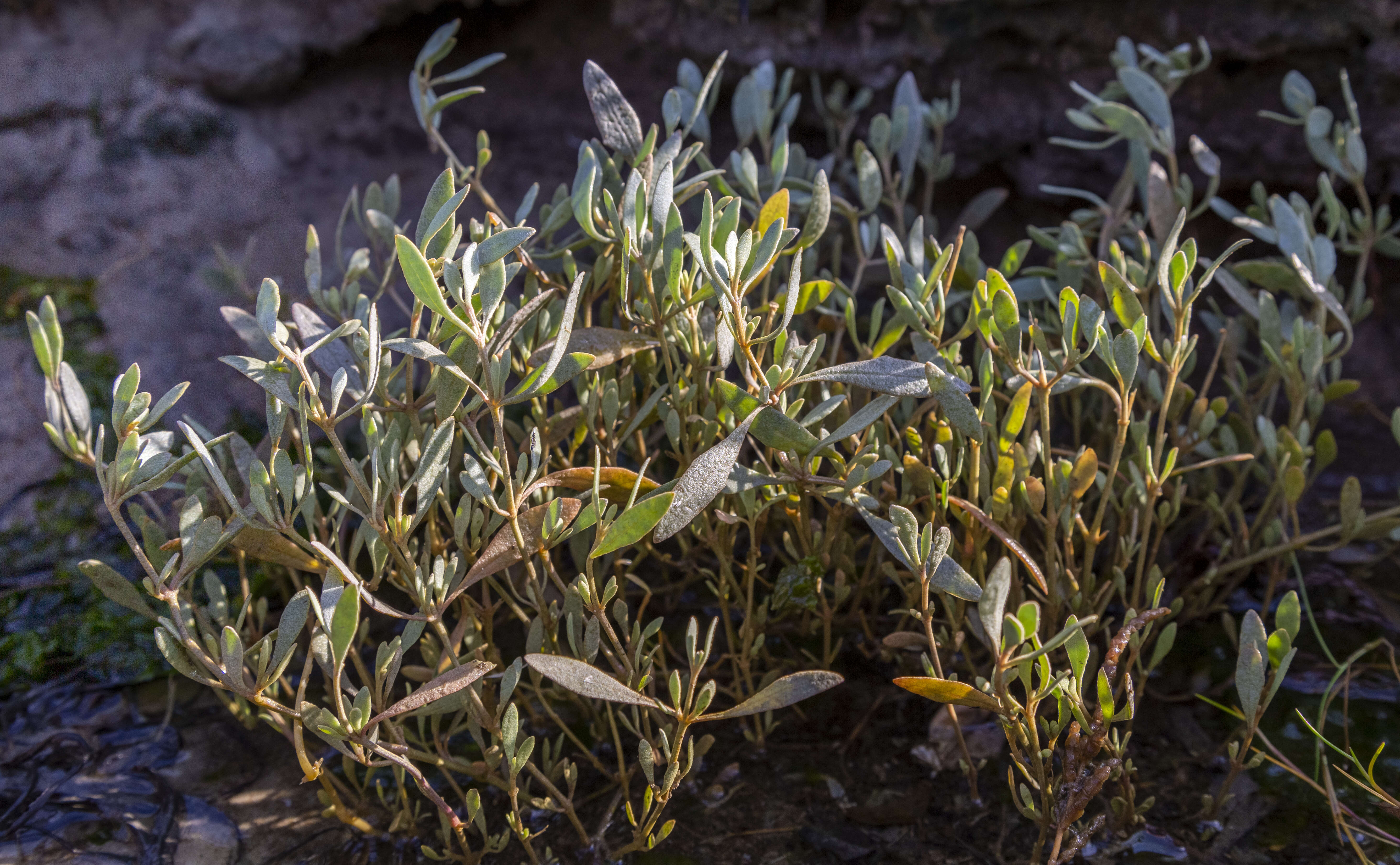 Image of sea-purslane