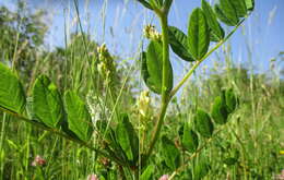 Image of licorice milkvetch