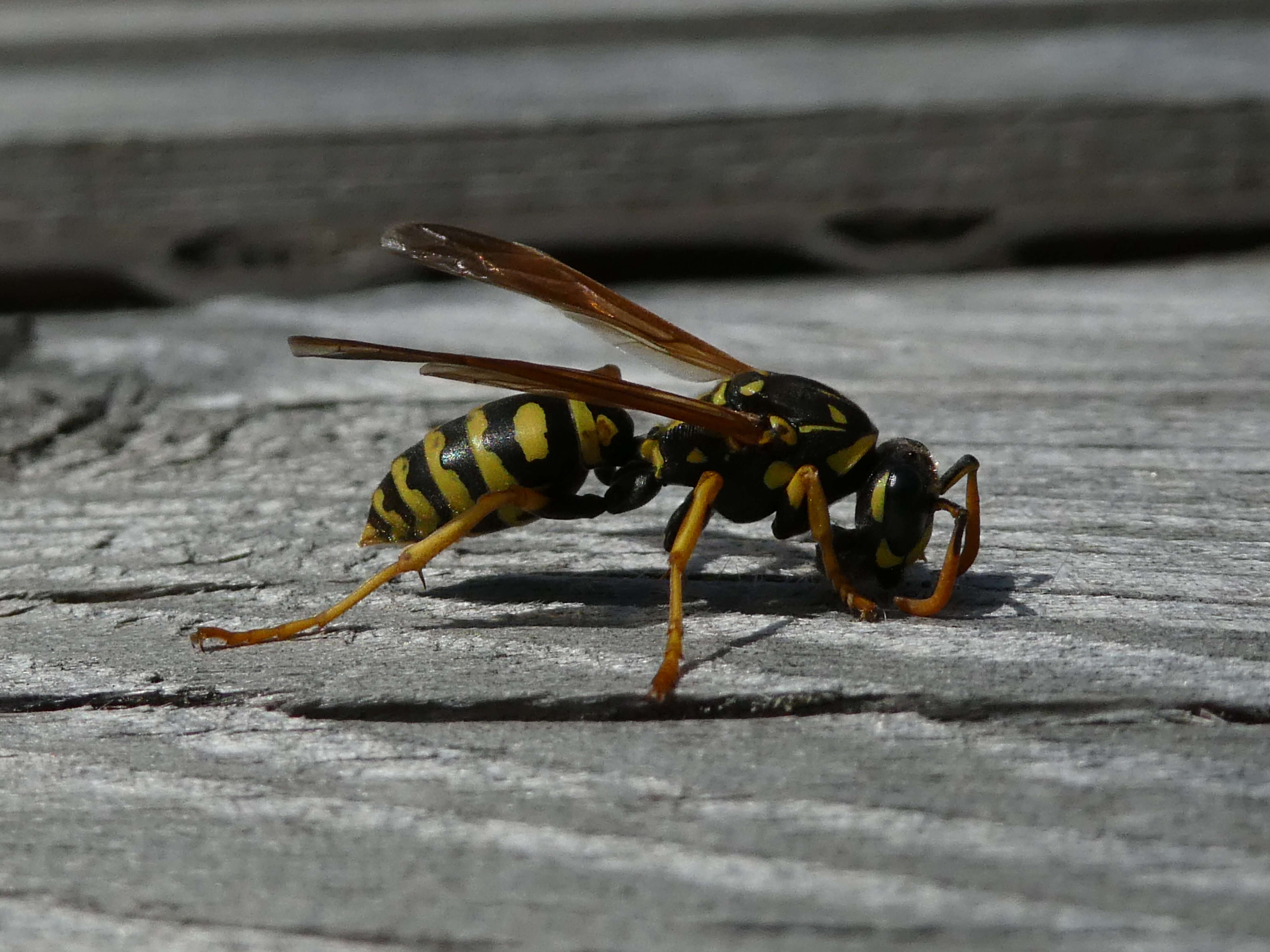 Image of European Paper Wasp