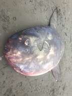 Image of Hoodwinker ocean sunfish