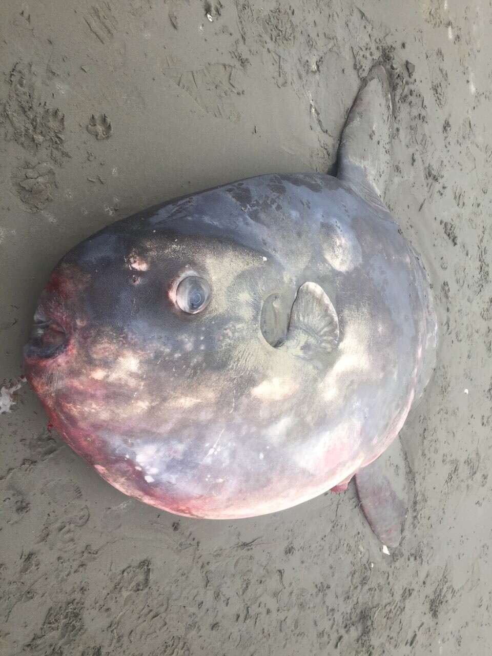 Image of Hoodwinker ocean sunfish