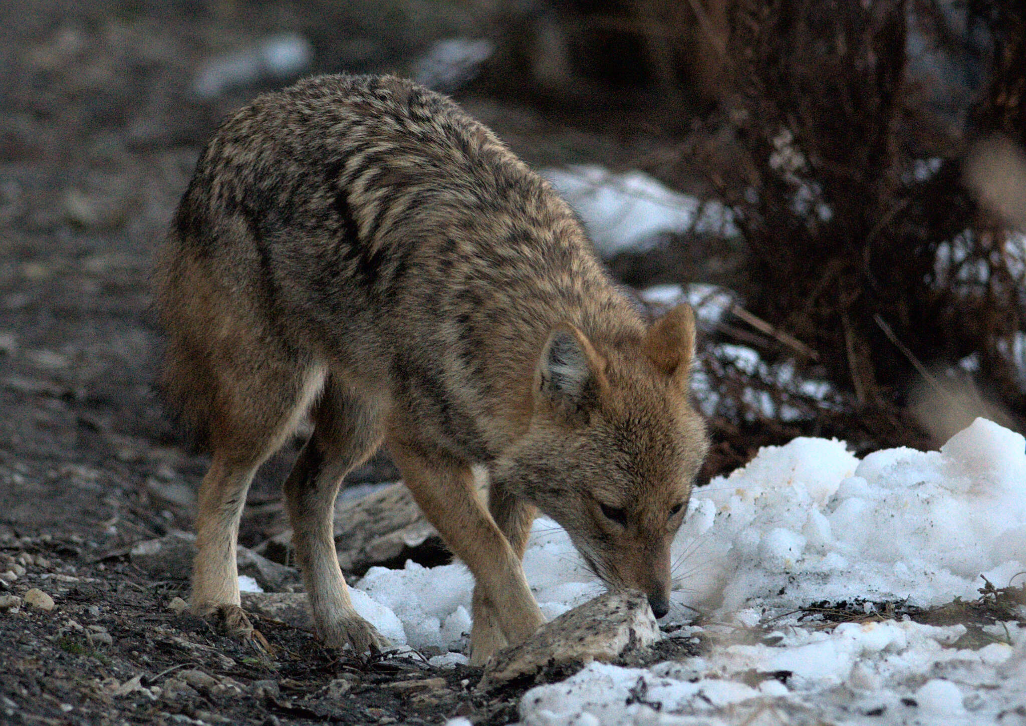 Image of Indian jackal