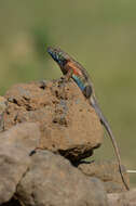 Image of Sceloporus horridus Wiegmann 1834