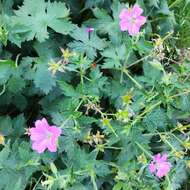 Imagem de Geranium endressii J. Gay