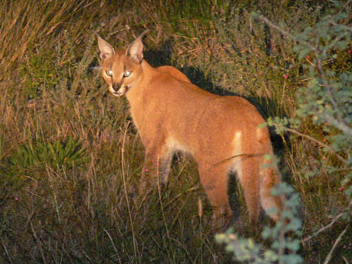 Image of Caracals