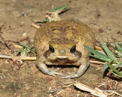 Image of Common Rain Frog