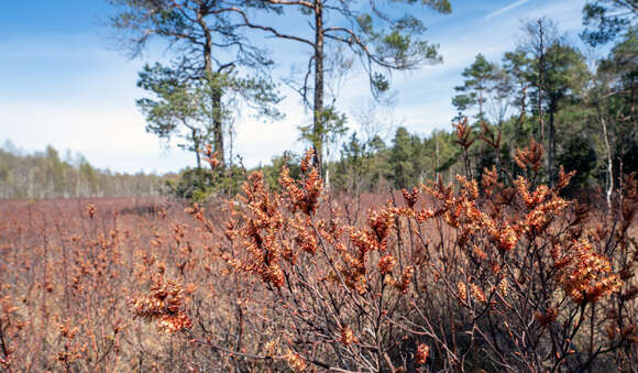 Image of Bog-myrtle