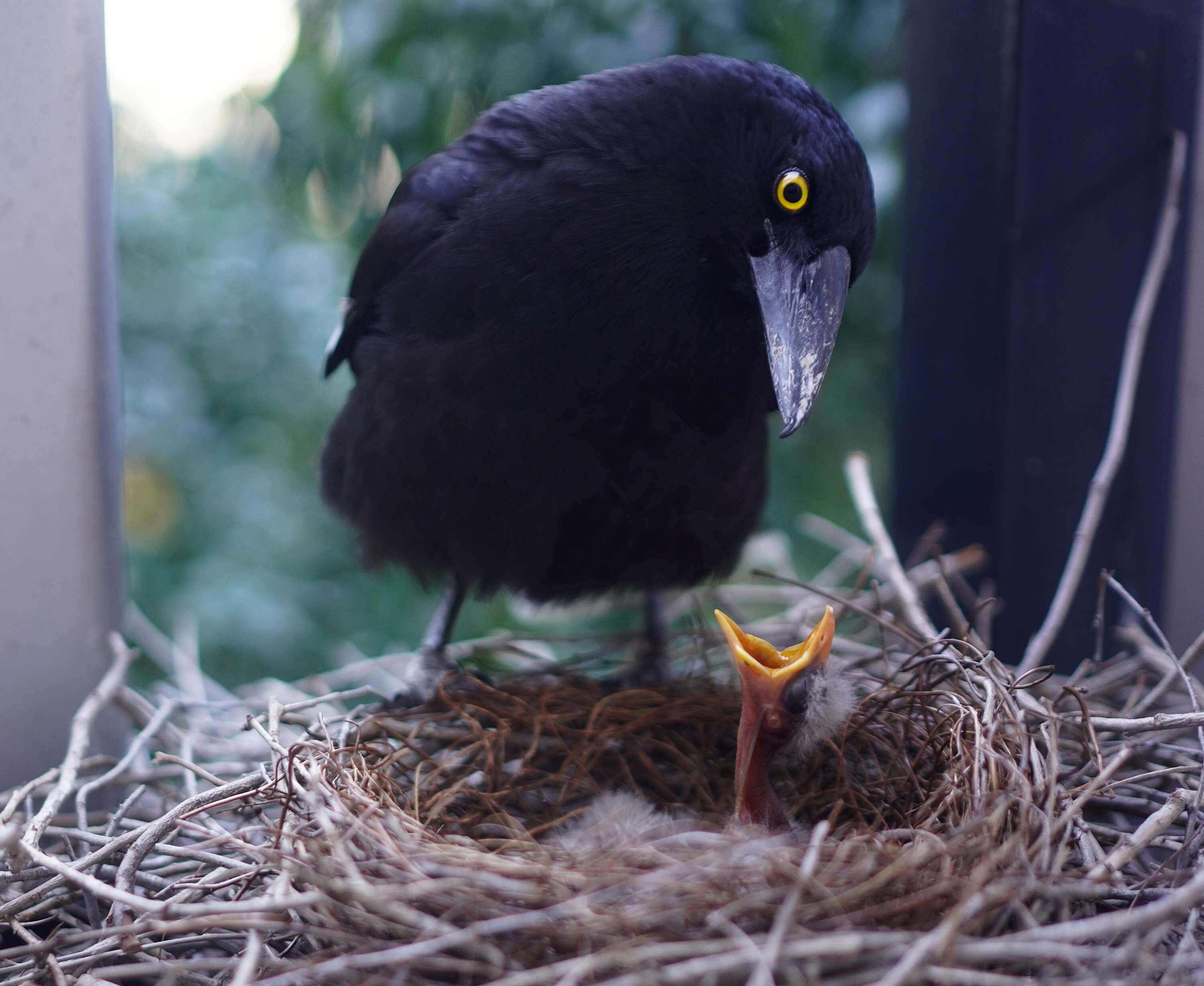 Image of Pied Currawong