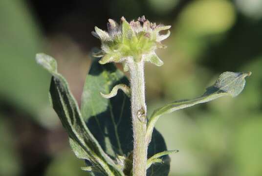 Sivun Encelia californica Nutt. kuva