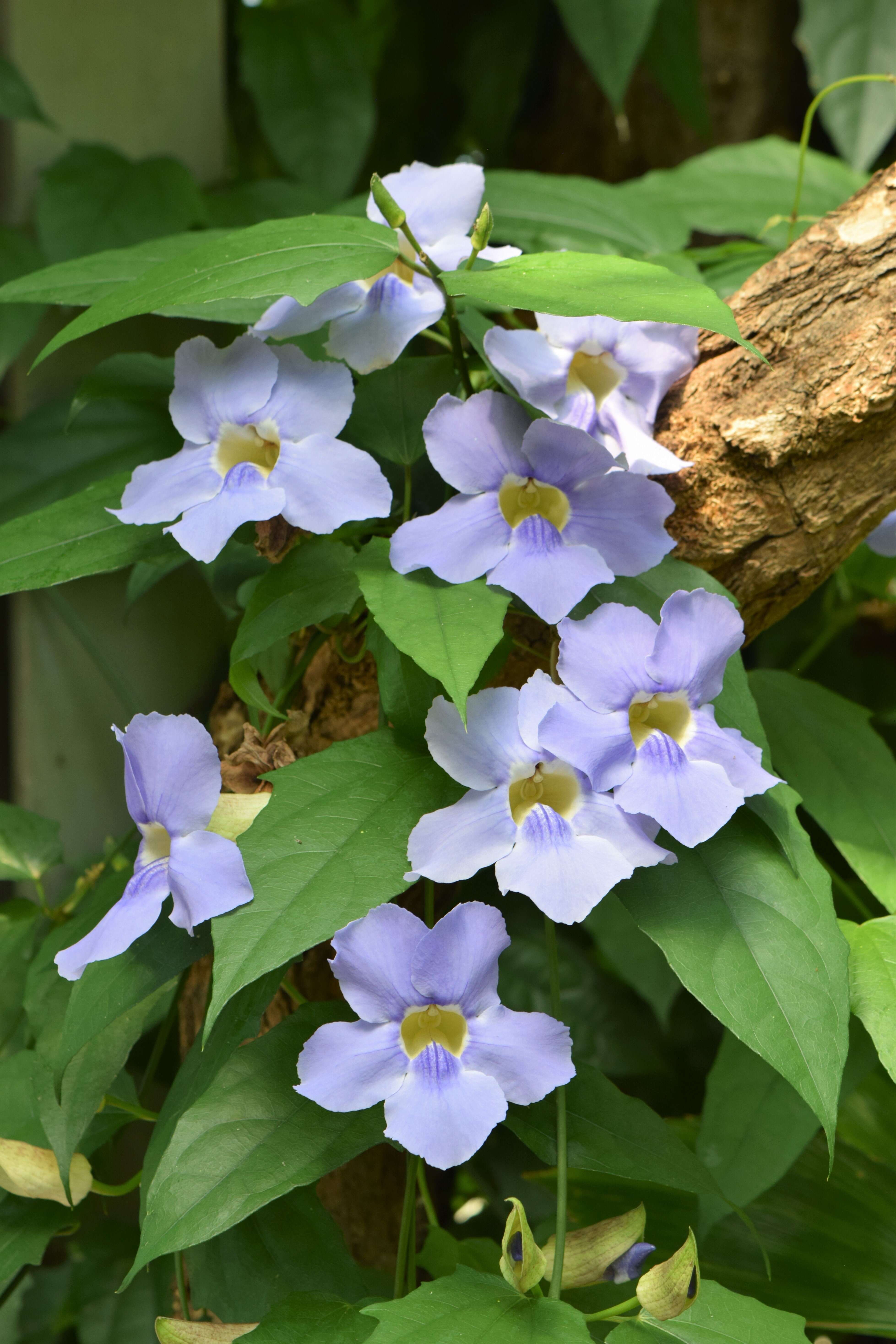 Image of laurel clockvine