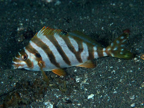 Image of Flag fish