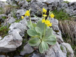 Image of Primula auricula L.