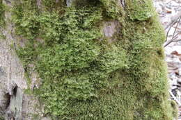 Image of neckera moss