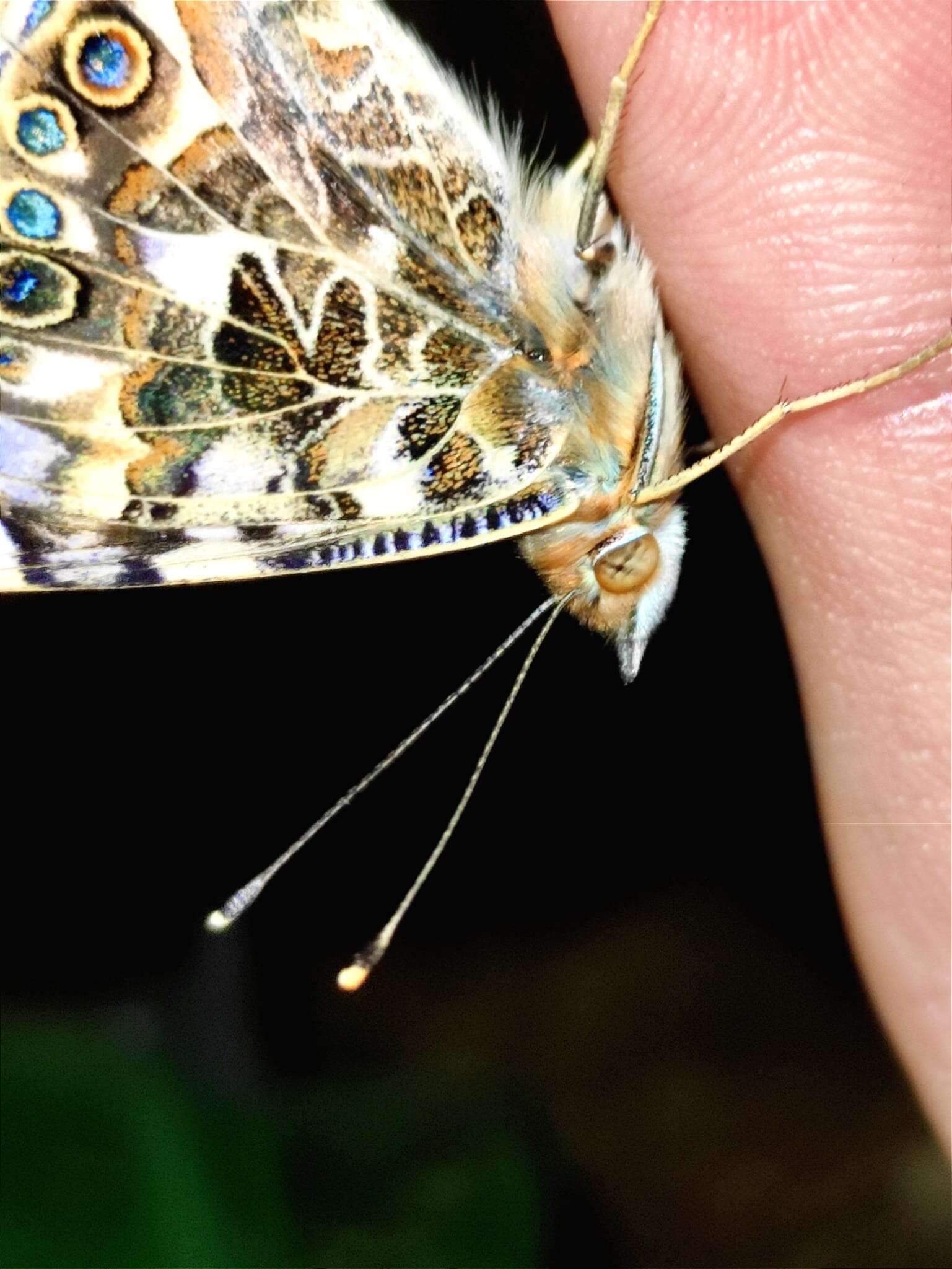 Image of Vanessa cardui