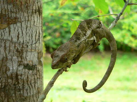 Image of Short-horned Chameleon