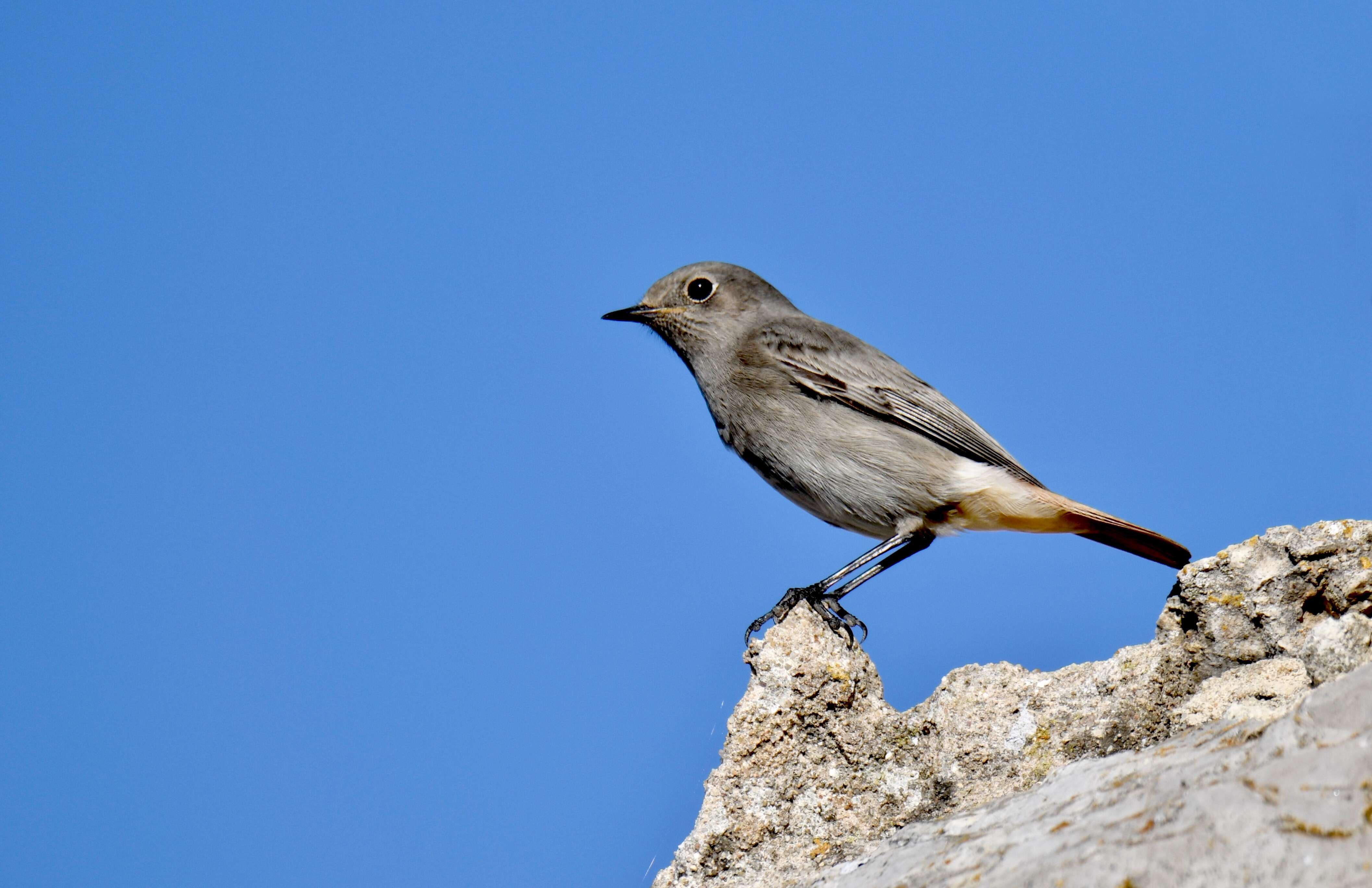 Image of Black Redstart