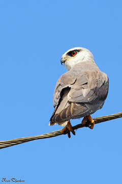 Image of Black-shouldered Kite