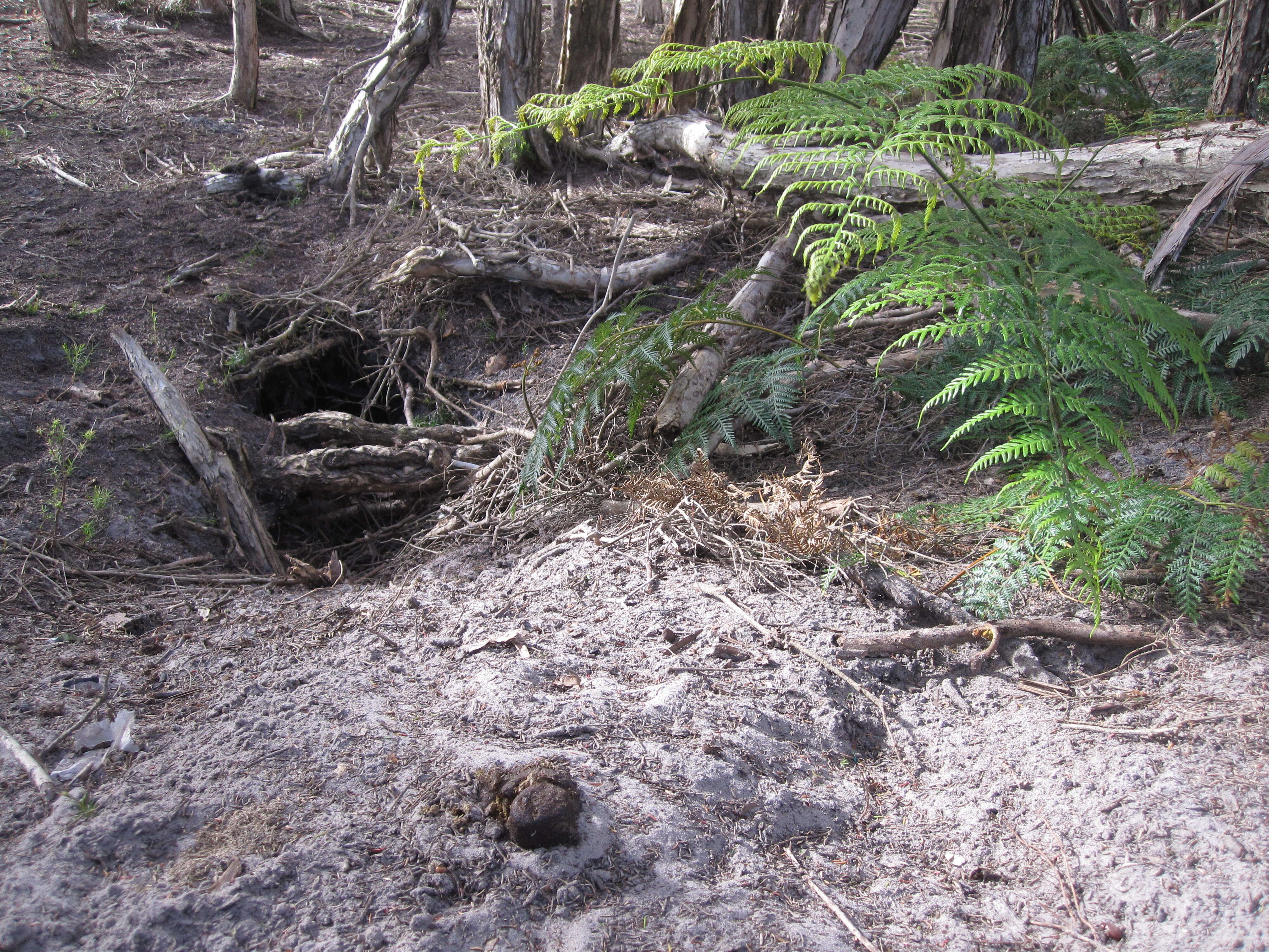 Image of Bare-nosed Wombats