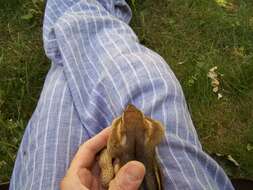 Image of Siberian Chipmunk