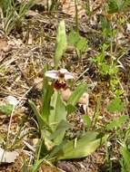 Image of Ophrys holosericea