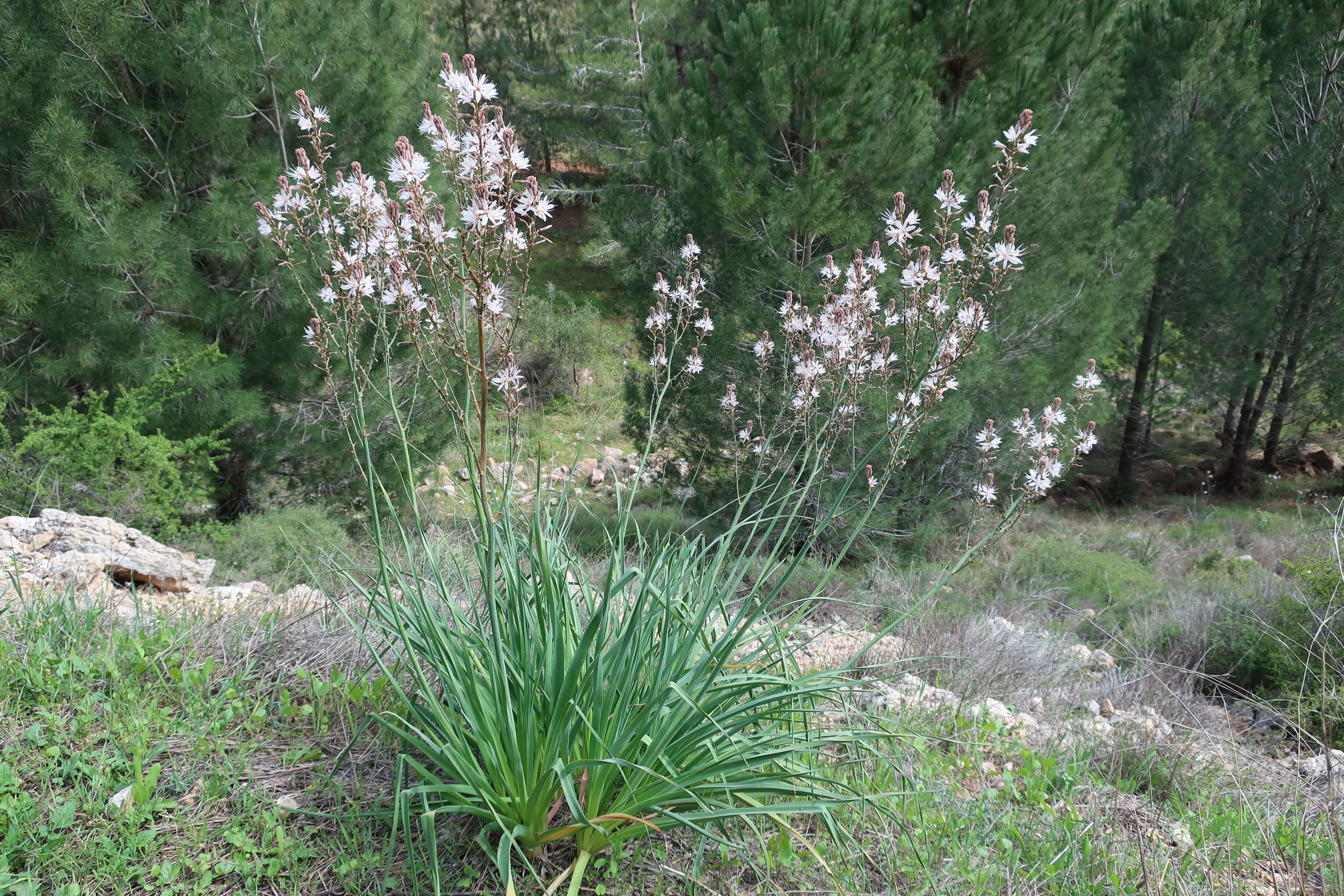 Image of Asphodelus aestivus Brot.