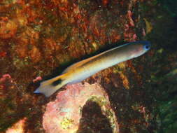 Image of Blotched-tailed trachinops