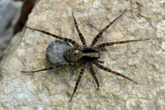 Image of Wolf spider