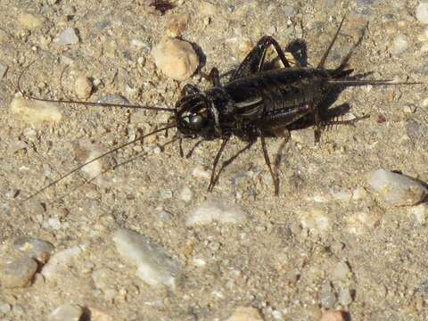 Image of nr. Collared Ground Cricket