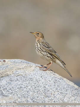 Image of Red-throated Pipit