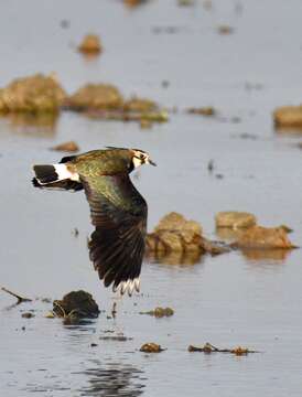 Image of Lapwing