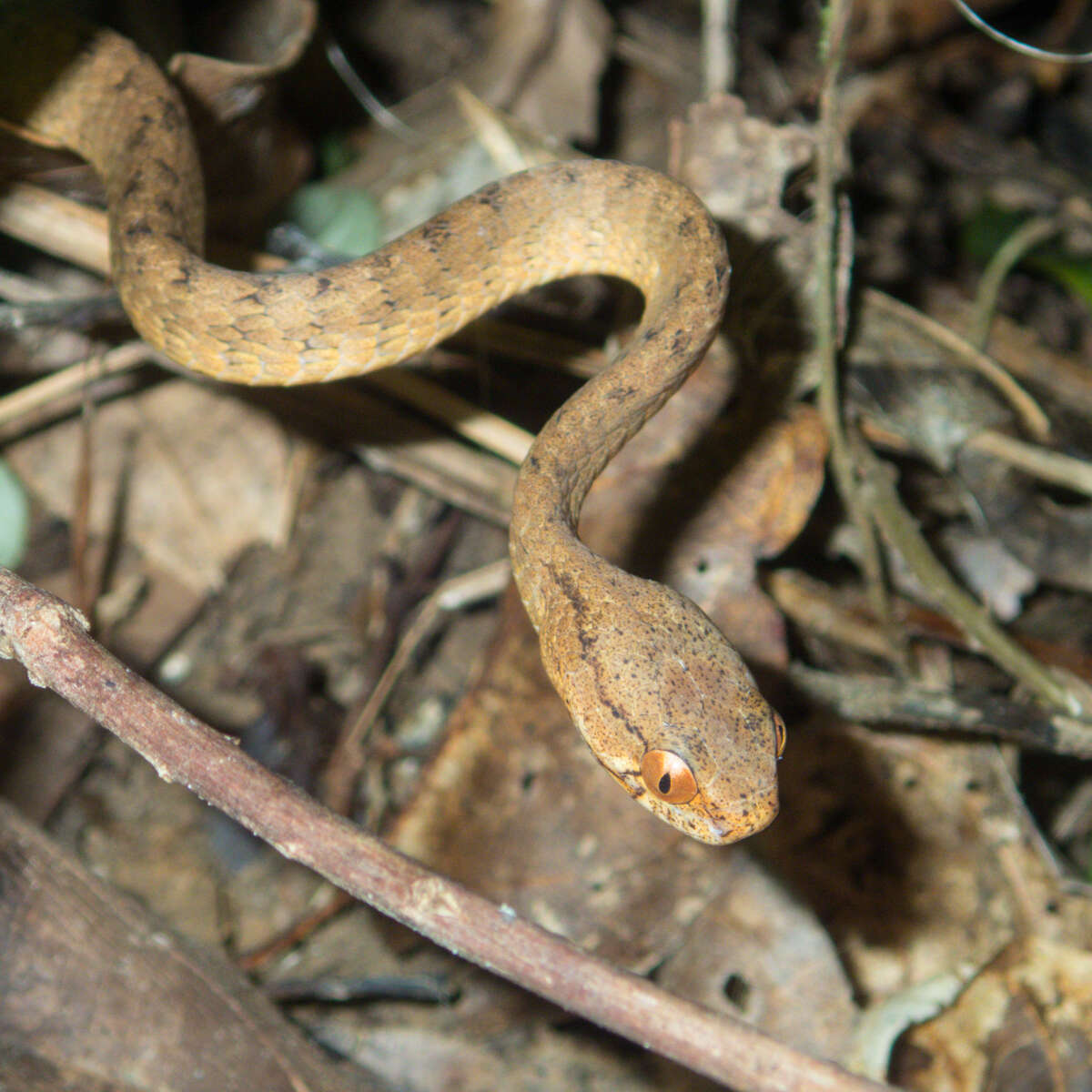 Image of Keeled Slug-eating Snake