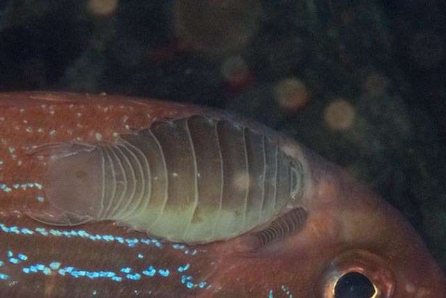 Image of Striped fish louse