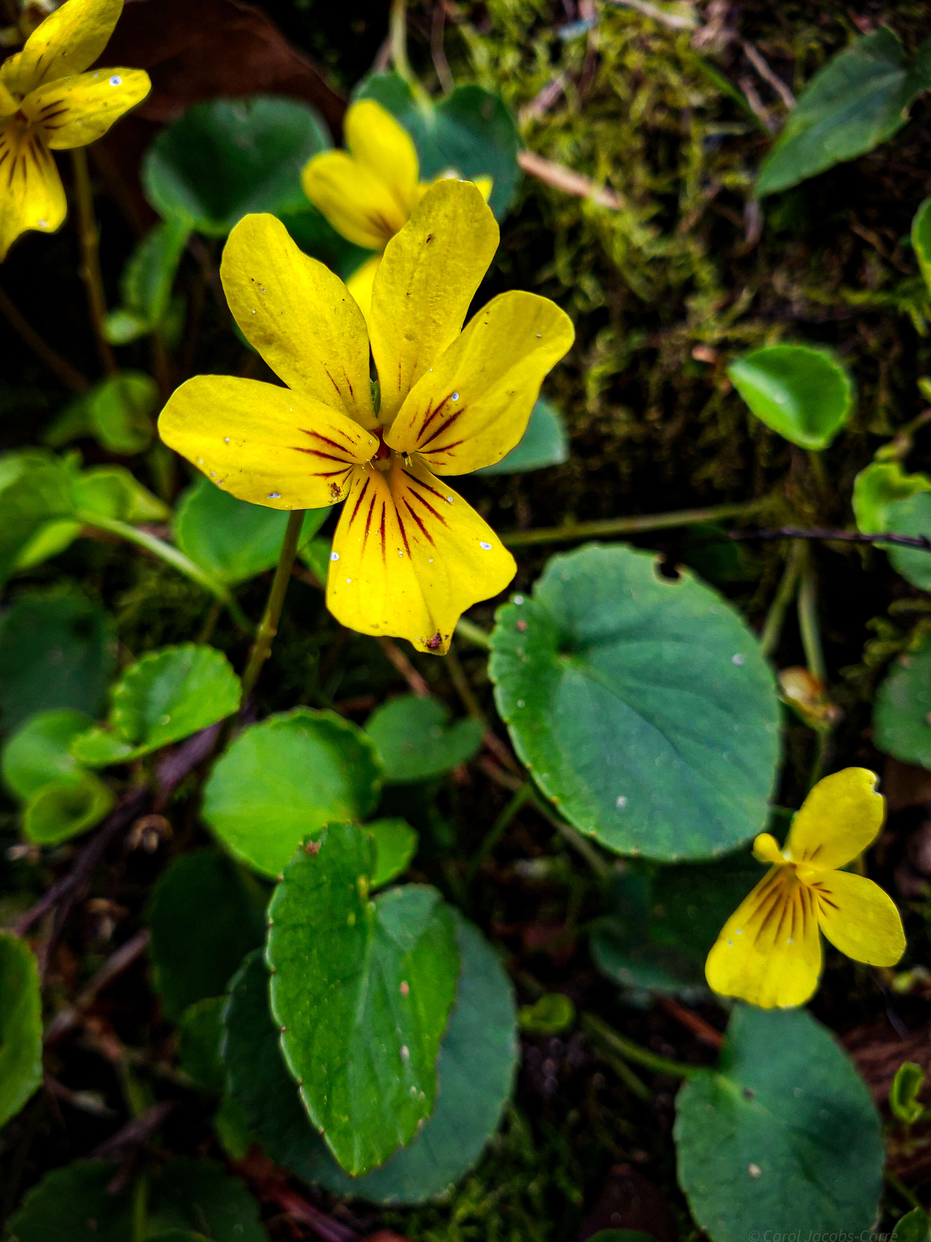 Image of Evergreen Violet