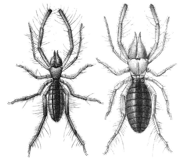 Слика од Eremobatidae